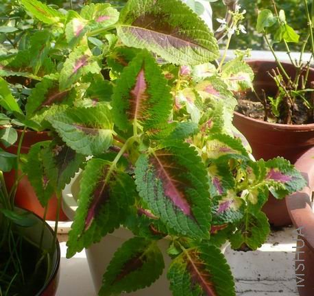 ������С ��Ƭ 123-1.jpg