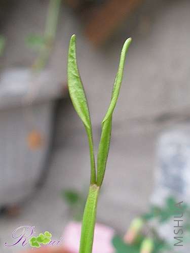 fabaefolia 4.jpg
