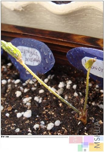 ����haworthioides��һ�ţ����ž�Ȼ�����˲�ͬ����״��������Ʒ��Ū���ˣ��ø�Ц��������ȫ��ȫ��ͬ�����֣� ...