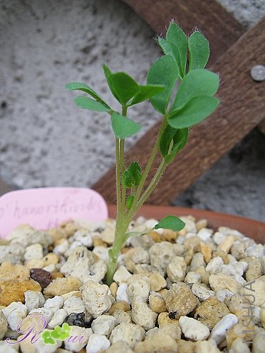 O'haworthioides ɽ髳�2.jpg