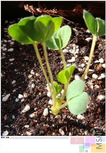 ������һ��haworthioides���ǲ��Ǹ���һ��ͼ��ȫ��һ��