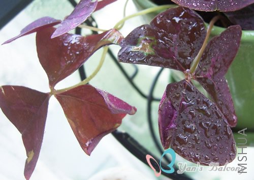 �����ɵ�ҶƬ