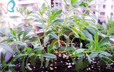 ��ɫ��Ȧ���ǰ��۶ϵĵط�