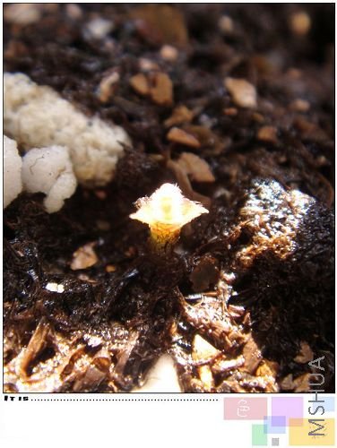 oxalis luteola var marginata���ո�ð�˵�Сѿ