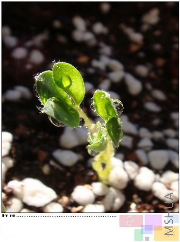 ��ű���oxalis namaquensis���ǲ��Ǹ�����ĺ���ż���������ʵ��haworthioides����ż�����