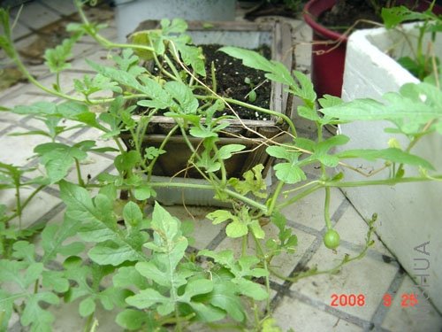 20080926_c588466198a793f56c48aMb8xty8Qps6.jpg.thumb.jpg
