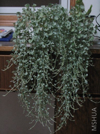 BigBull_��Ƭ 004.jpg