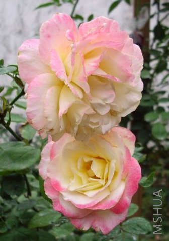 IMG_0247.JPG