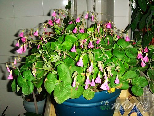 ��һ�裬û���ĵ�����������