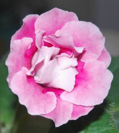 DSC_1681.JPG
