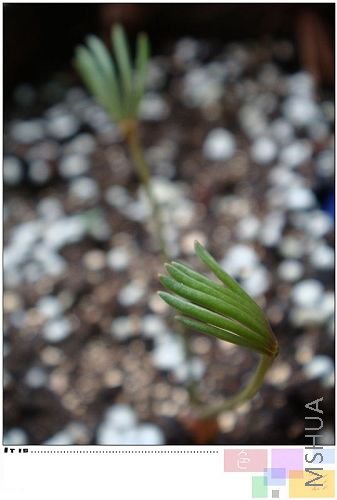 namaquensisСצ�ӣ��ɰ�