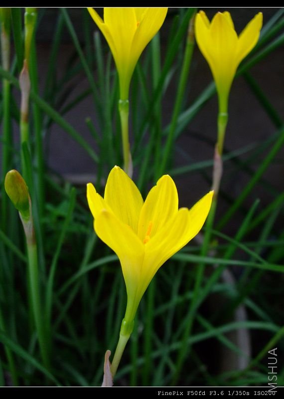 DSCF54360.jpg