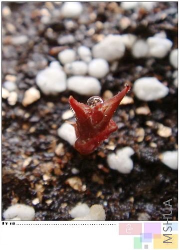 autum pink �ǲ���צ���͵ģ����Գ����ر���