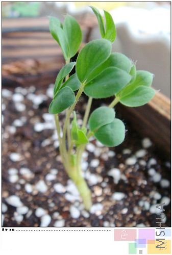 haworthioides����ֵ���Щ�����Գ���Ҳ��Щ�������������ԣ�����Ҫ�������ư��ƣ�Ҫ��Ȼ�᳤��