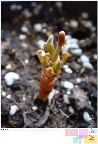 flava���񳤴��˺ܶ࣬��׳������