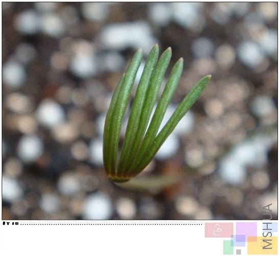 namaquensisСצ�ӣ��ɰ�