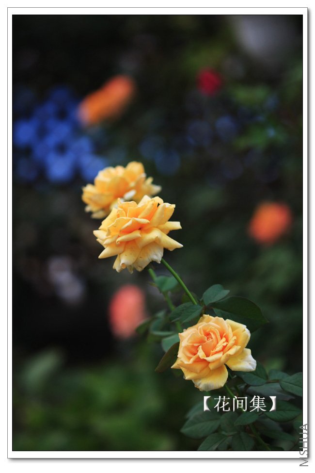 IMG_8710 ����.jpg