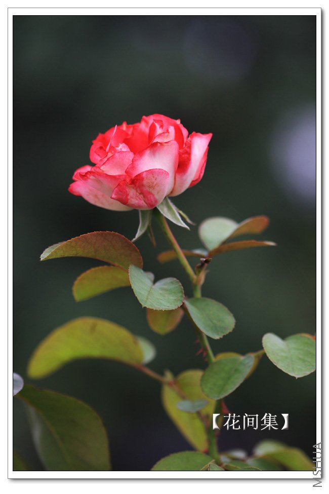 IMG_8708 ����.jpg