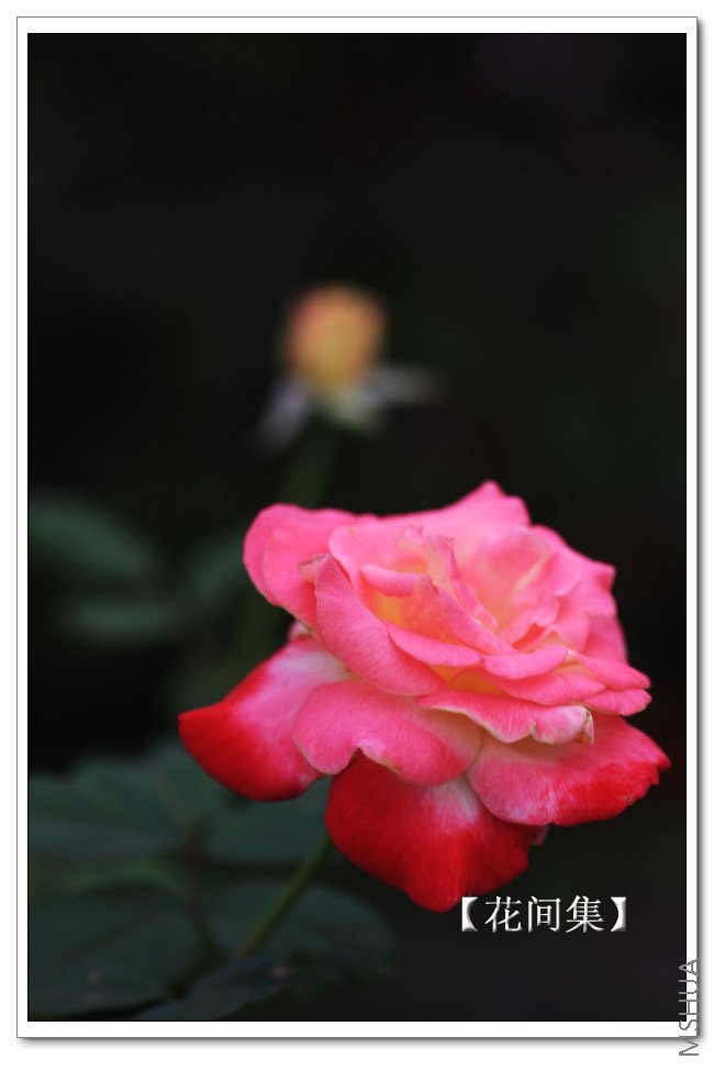 IMG_8711 ����.jpg