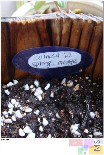 comosa w. spring. orangeҲ�Ƿ�ѿ�ˣ����£�Ҳ��ƴ��