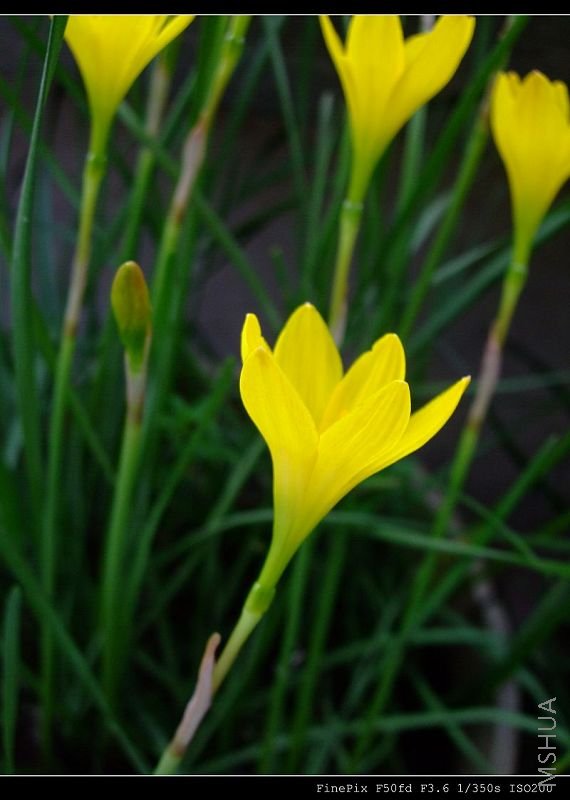 DSCF54350.jpg