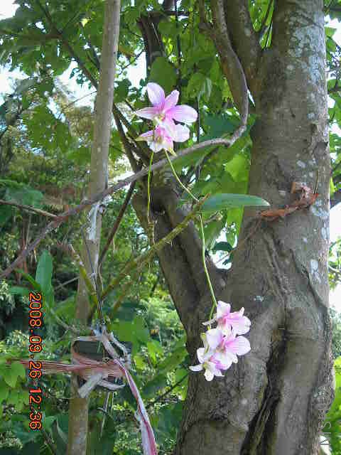 Dendrobium-ʯ��3-2008-0926-DSCN9406.JPG