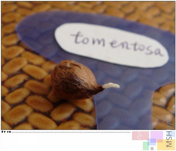 tomentosaҲ��ѿ�ˣ������ˣ�ƴ��ƴ�衣����