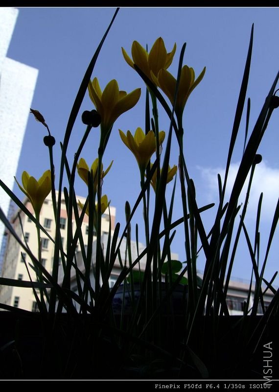 DSCF54280.jpg