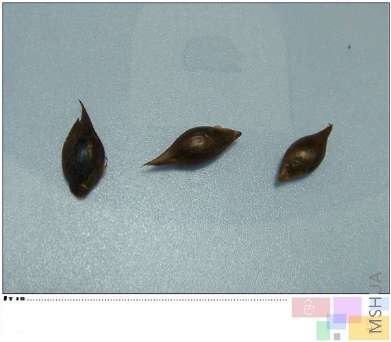 ����MM��������Ҷܽ�ء�����������û��ѿ