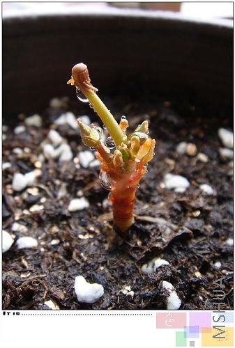 flava�������л����˵����ӣ�����Ŷ