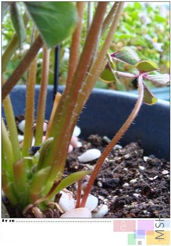 �滳���ǲ���С���Ѿ����ˣ����һ���ѿ�ˣ��Ӹ����ֳ���������С������ҶƬ�ȳ����ҪС�ܶ�