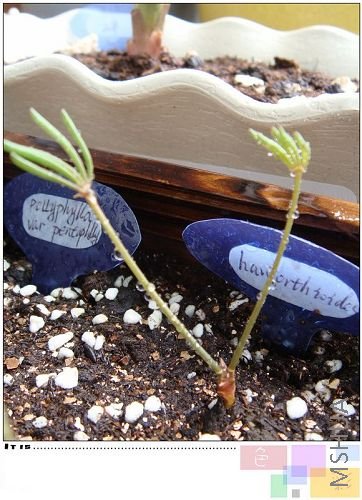 oxalis namaquensis�����������