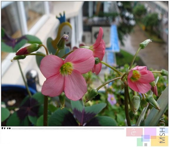 ���һ�Խ��Խ�󣬻���һ������һ��ð������������ż����ϲ��Ҷ�ӣ��Ȼ������������껹�Ź���G4����������ʮ ...