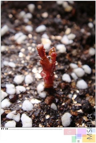 oxalis autum pink��Ӧ����צ���͵ģ����Գ�����