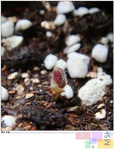 oxalis luteola var marginataë���׵�