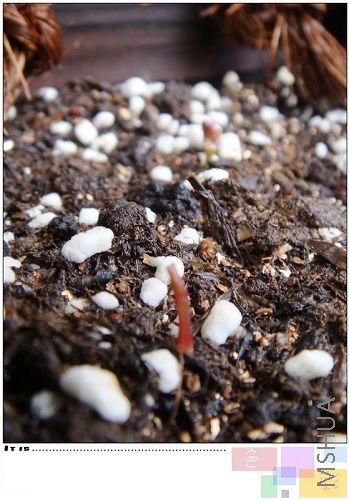 oxalis pollyphylla var pentaphlly��һ�����ţ������ģ�����Ψһһ�Ż��ܿ��������