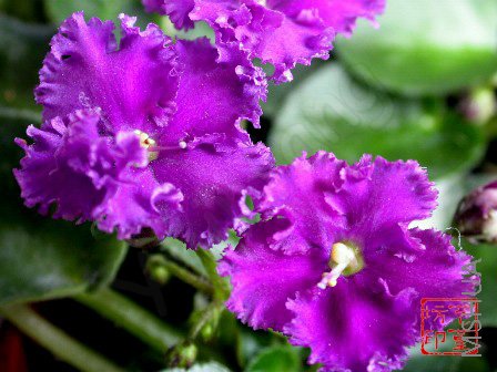 ��ߵĸ��ÿ�