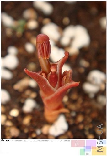 autum pink �������һЩ