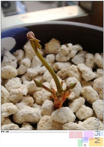 flava������������������������