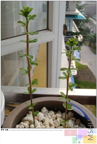 ��������������Щ������ǰ���Ӹ�Ⱦ�˺�֩�룬���ں�Щ�ˣ���Ҷ�ӻ����е㻨�ߵ�