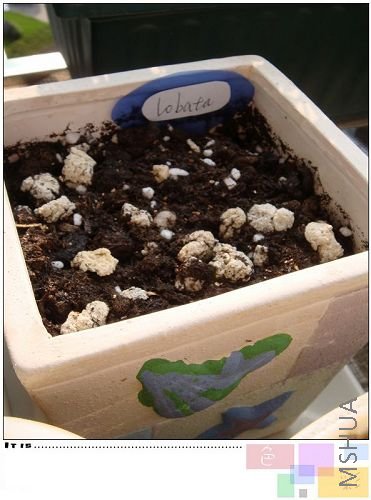 lobata�������û��ѿ�����Ǻ������е�֣�������һ�������һ����һ�㣨��ָ�������һ���ģ������������ ...