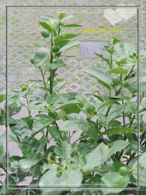 ���Ŵ������Ľ�̨��~