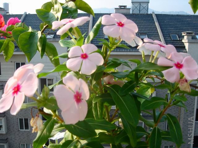 DSC03454.JPG