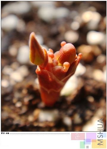 prama pink Ҷ��û�����������ȳ���