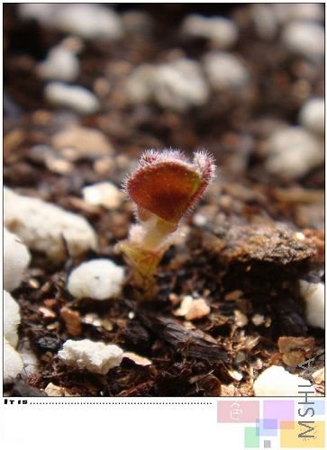 luteola var marginataҶ��ë���׵ģ����ɰ���