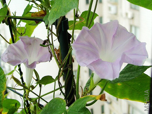 ����ǷỨ�͵�