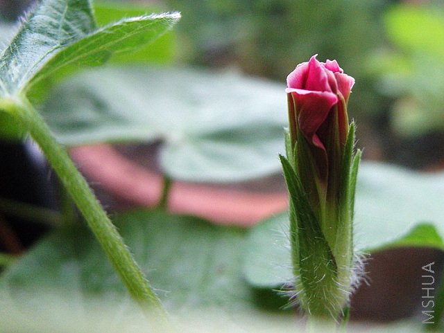 ��¥�����ȵ�Ư������