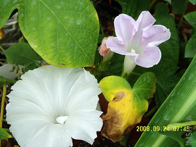 ��ɫ���ѵ����ĵ�