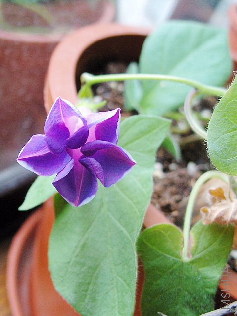 ���Ե�С���ǣ���������