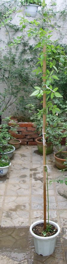 IMG_0261.jpg